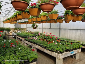 Get Greenery at a Nursery in Anchorage